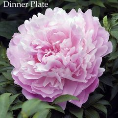 Herbaceous Peony - Dinner Plate