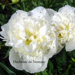 Herbaceous Peony - Duchesse de Nemour