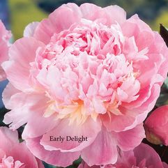 Herbaceous Peony - Early Delight
