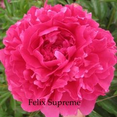 Herbaceous Peony - Felix Supreme
