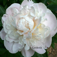 Herbaceous Peony - Gardenia