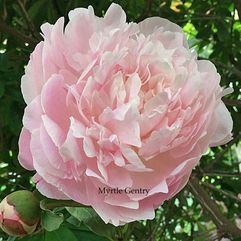 Herbaceous Peony - Mertle Gentry