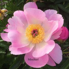 Herbaceous Peony - Mischief