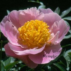 Herbaceous Peony - Nymphe