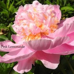 Herbaceous Peony - Pink Lemonaide