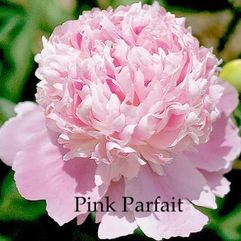 Herbaceous Peony - Pink Parfait