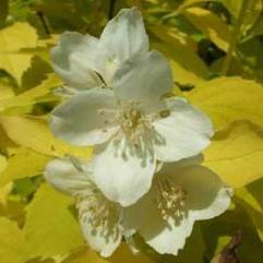 Philadelphus Coronarius Aureus