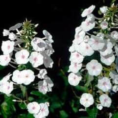 Phlox paniculata White