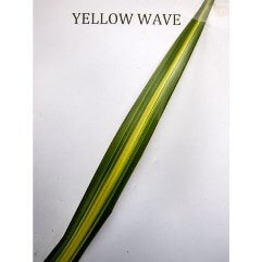 Phormium