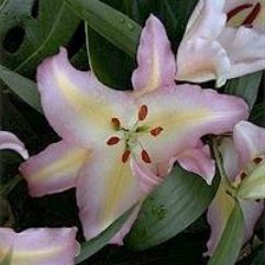 Lilium Pink Mystery