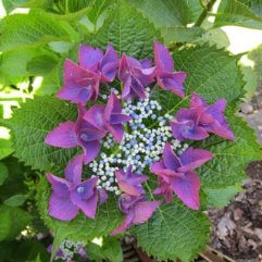 Hydrangea Macrophilla Twilight - Plum Lace Cap