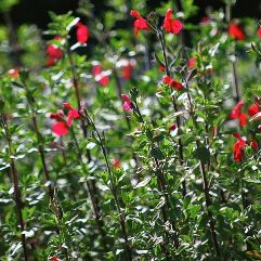 Salvia greggii