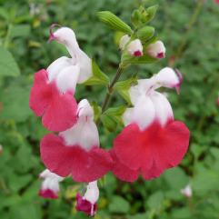 Salvia microphylla Hot Lips