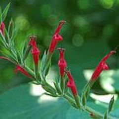 Salvia elegans - Pineapple Sage