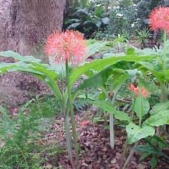 Scadoxus multiflorus Katherinae