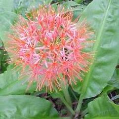 Scadoxus multiflorus Katherinae