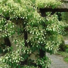 Schizophragma fauriei - Chinese Climbing Hydrangea