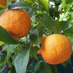 Seville Orange - Bitter Orange