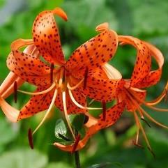 Tiger Lily - Old Fashioned Single Tiger Lily