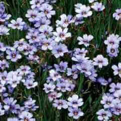 Sisyrinchium angustafolium  - Devon Skies