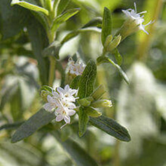 Stevia rebaudiana   Sugar Plant