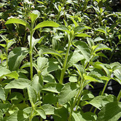 Stevia rebaudiana   Sugar Plant