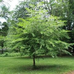 Styrax japonicus  Japanese Snowbell