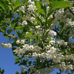 Styrax japonicus  Japanese Snowbell