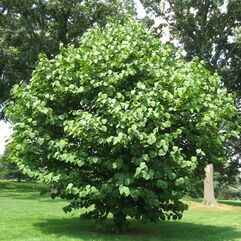 Styrax obassia  Fragrant Snowbell