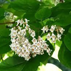 Styrax obassia  Fragrant Snowbell