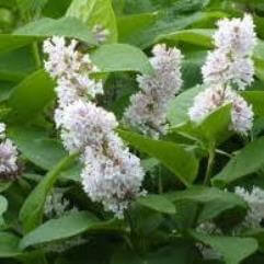 Syringa wolfii - Manchurian Lilac