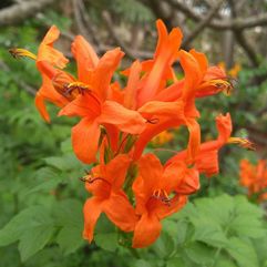 Tecoma capensis - Cape Honeysuckle