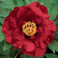 Tree Peony - Boreas