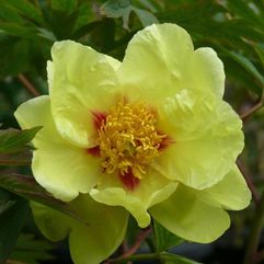 Tree Peony - Golden Bowl