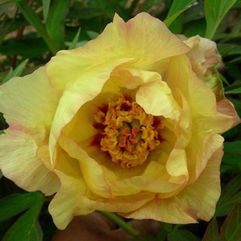 Tree Peony - Golden Vanity 