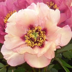 Tree Peony - Marchioness