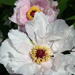 Tree Peony - Ostii