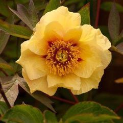 Tree Peony - Roman Gold