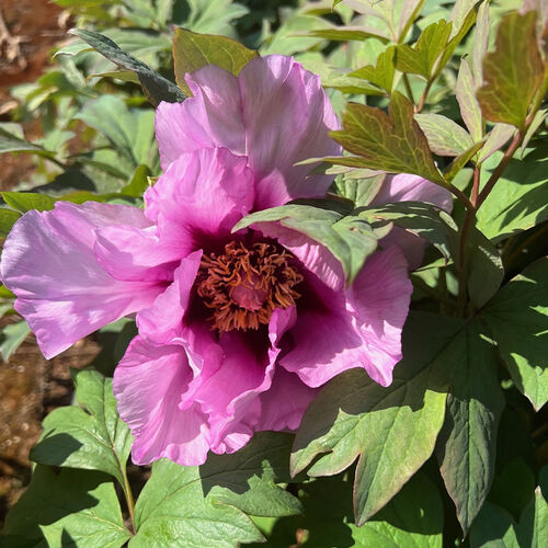 Tree Peony  Anna Marie