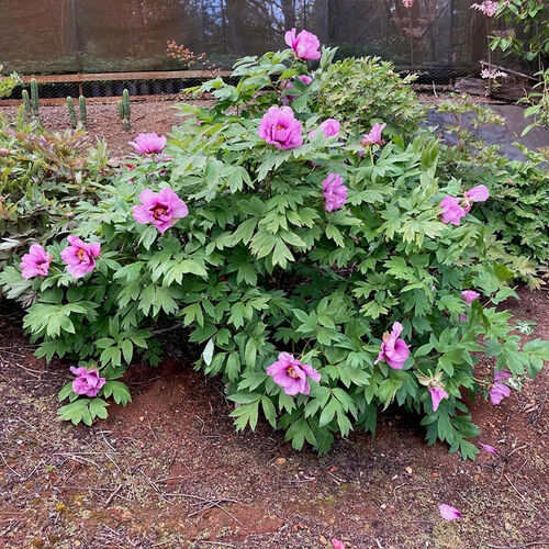 Tree Peony  Anna Marie
