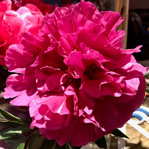 Tree Peony  Brides Maid