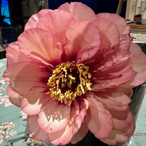 Tree Peony  Ruffled Sunset
