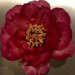 Tree Peony - Denis Norgate Memory