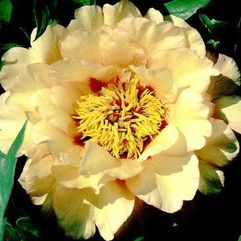 Tree Peony - Harvest 