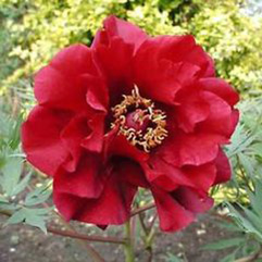 Tree Peony - Hephestos