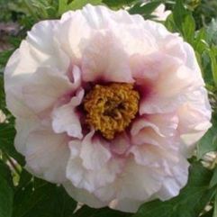 Tree Peony - Ice Age