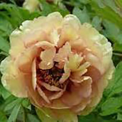 Tree Peony - Norgate Apricot