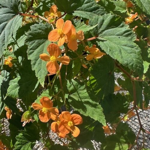 Tuberous Begonia Southerlandii