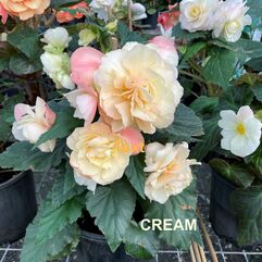 Tuberous Begonia Tubers - Large Flowered Hybrids - Cream