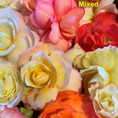 Tuberous Begonia Tubers - Large Flowered Hybrids - Mixed